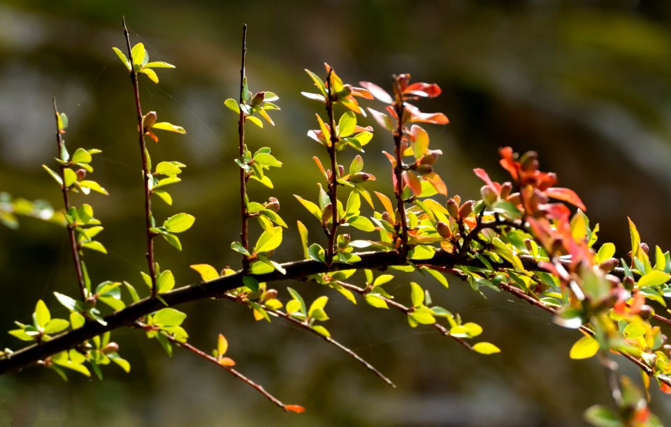 Japanese barberry in Grytan, Immestad 2
