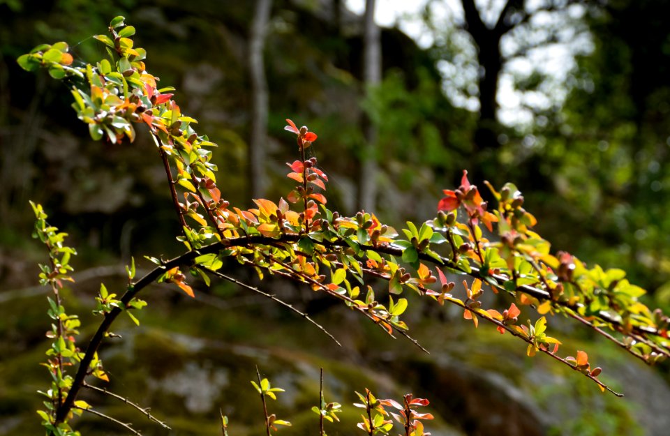 Japanese barberry in Grytan, Immestad 1