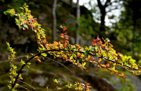 Japanese barberry in Grytan, Immestad 1