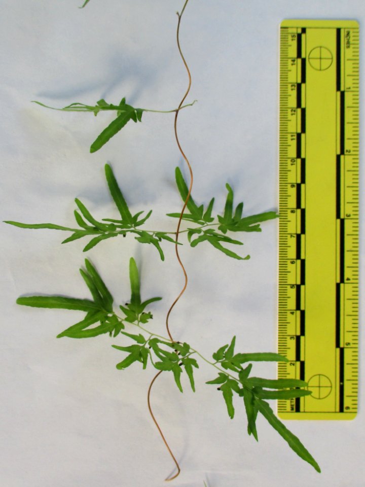 Japanese climbing fern (Lygodium japonicum) leaves ruled 2