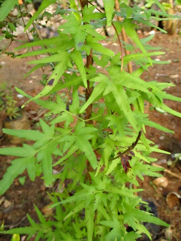 Japanese climbing fern (Lygodium japonicum) leaves
