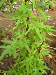 Japanese climbing fern (Lygodium japonicum) leaves