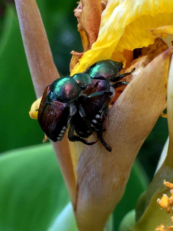 Japanese Beetle Durham NC