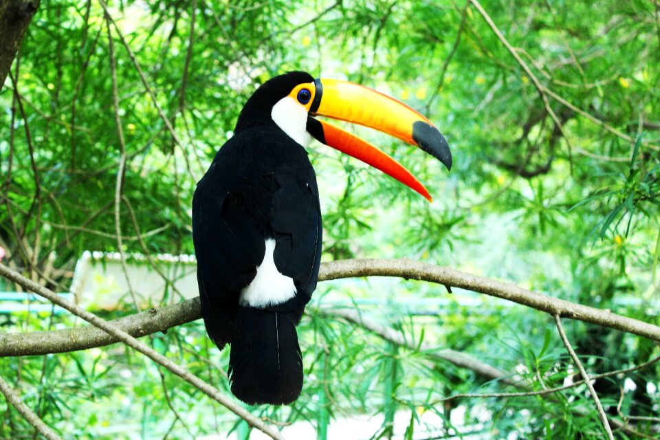 Toucan bird fauna
