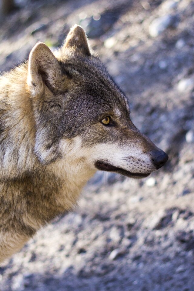 Profile portrait european wolf