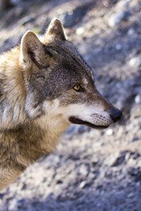 Profile portrait european wolf