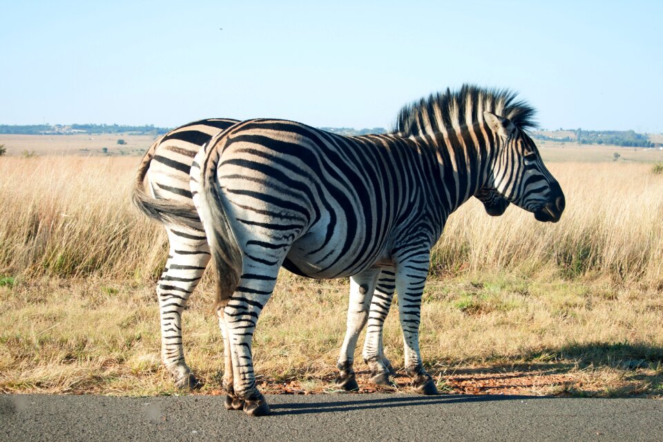 Wildlife game black