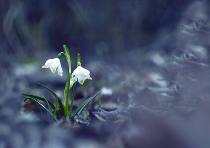 Flowers nature macro