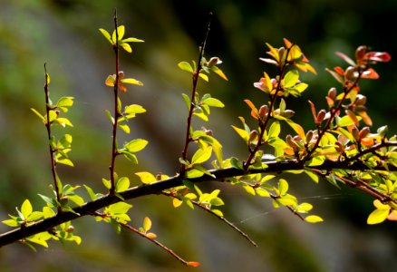 Japanese barberry in Grytan, Immestad 3