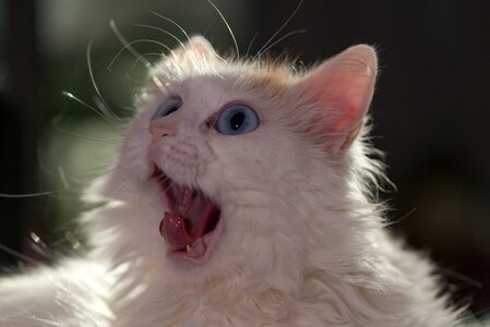 Eyes turkish van vankatt