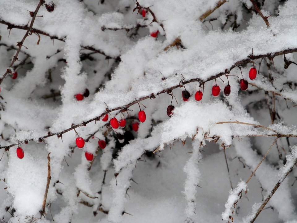 Japanese Barberry in snow, 2020-12-25