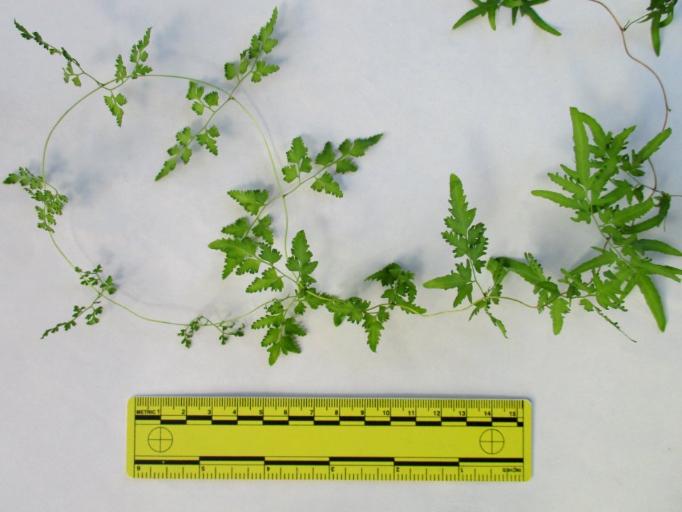 Japanese climbing fern (Lygodium japonicum) leaves ruled