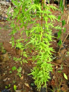Japanese climbing fern (Lygodium japonicum) habit