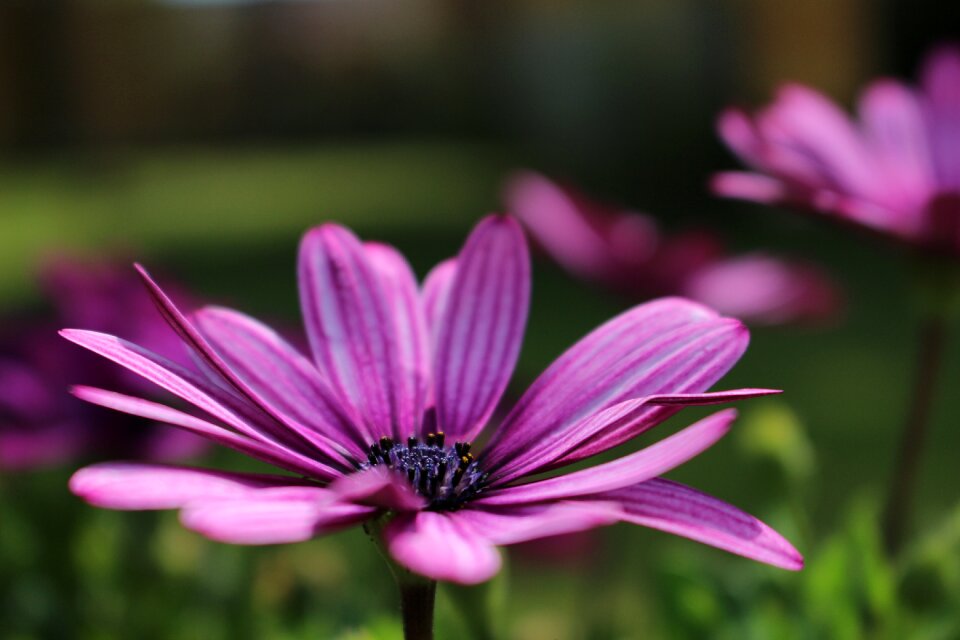 Summer purple pink photo