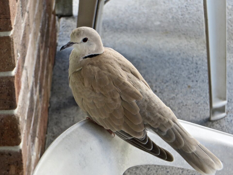 Suburban unknown dove-like