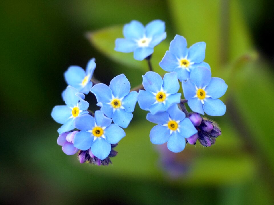 Bloom blue pointed flower photo