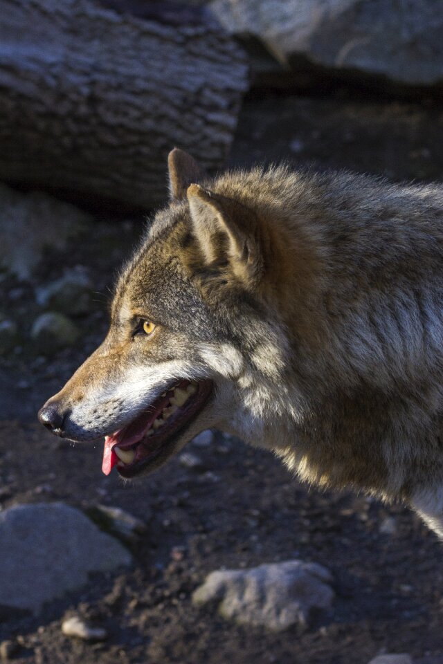 Profile portrait european wolf
