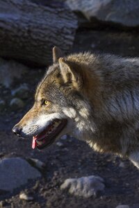 Profile portrait european wolf photo