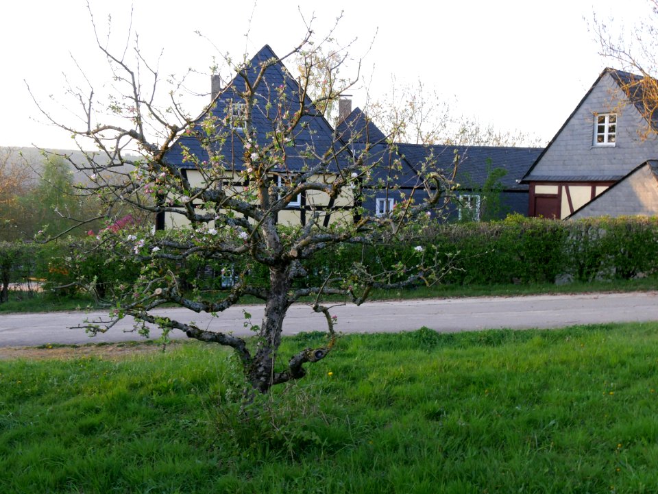 James Grieve Roscheiderhof H3