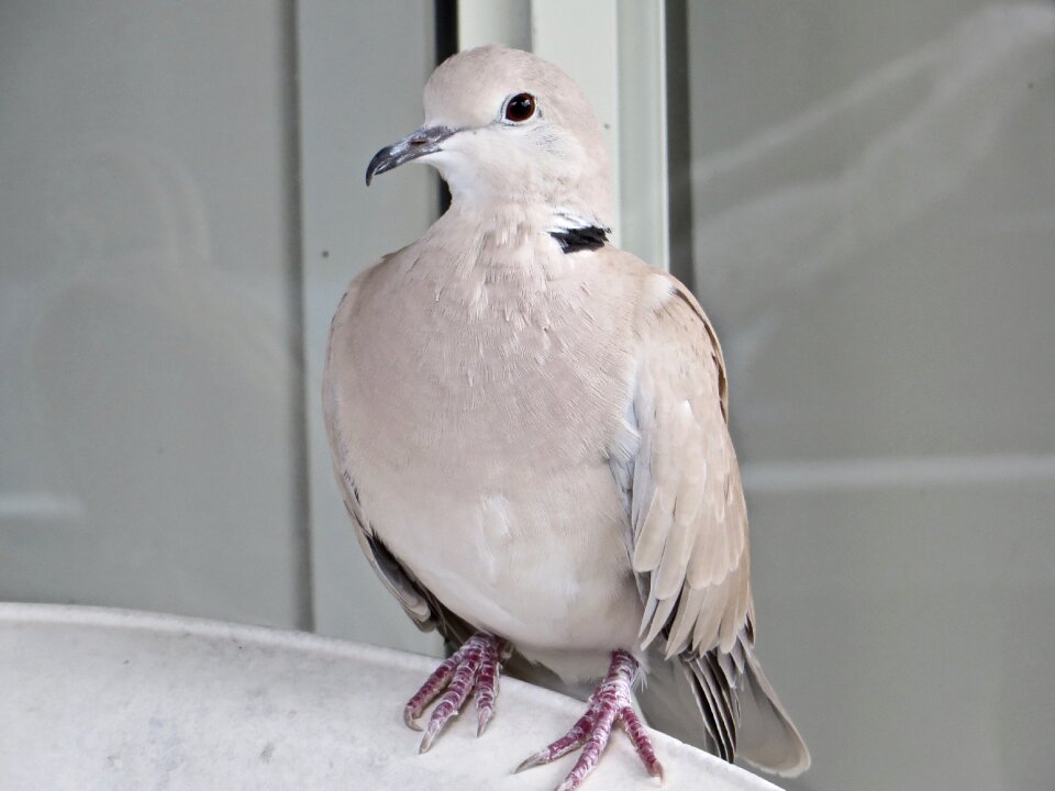 Suburban unknown dove-like