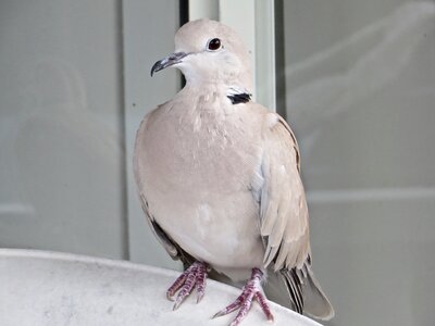 Suburban unknown dove-like