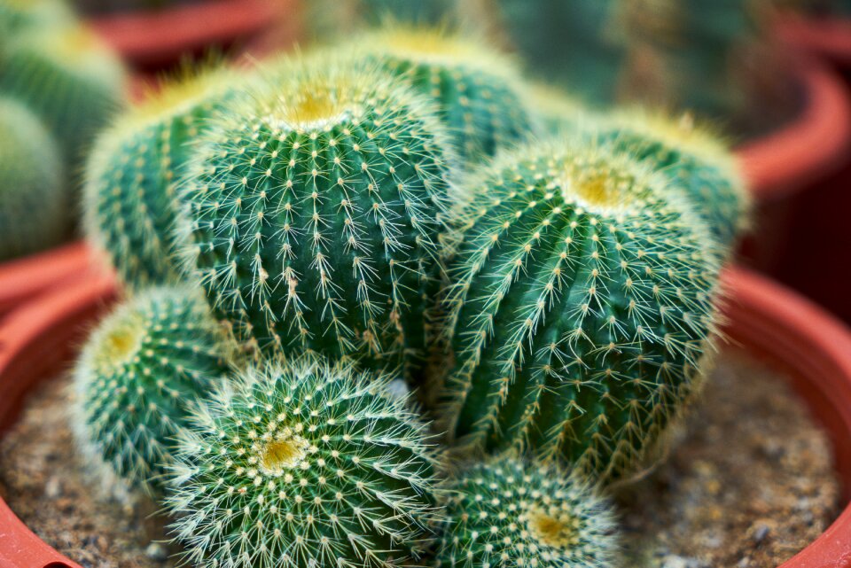 Macro flower picture garden