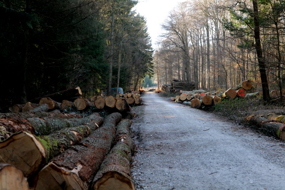 Jagdhausweg Kronberg 2020-03-25 04
