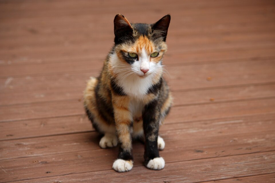 Pets animal cute animals