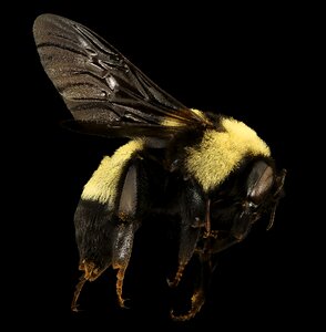 Mounted portrait bee photo