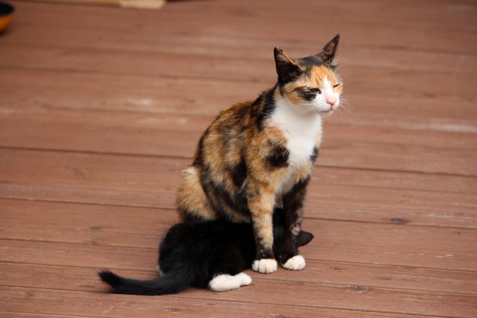 Cat pet Free photos