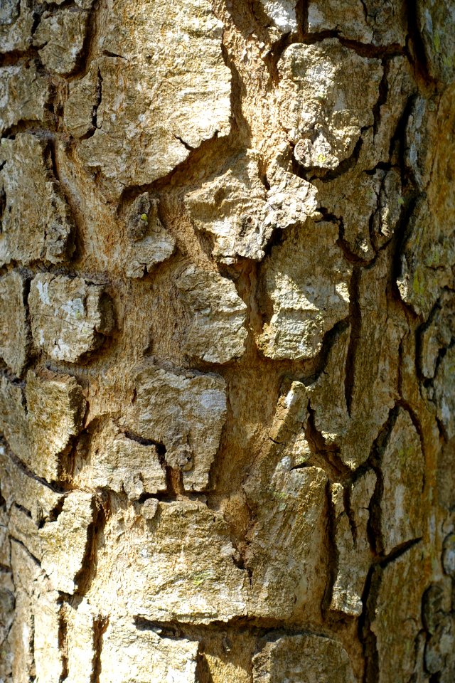 Kigelia africana - Fruit and Spice Park - Homestead, Florida - DSC09004