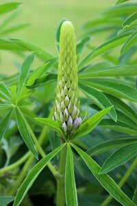 Flower plant structure