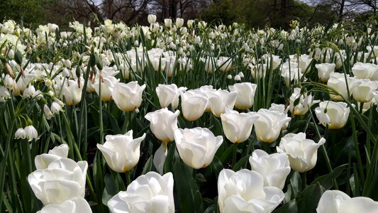 Spring floral blossom