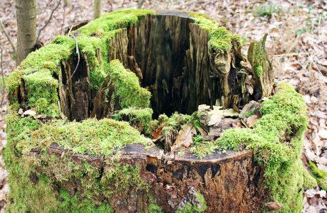 Forest hole in the tree trunk green photo