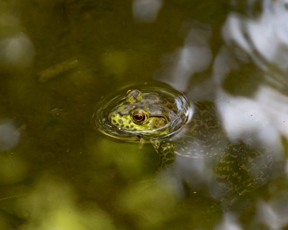 Nature croaking water