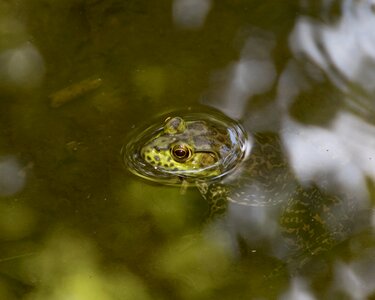 Nature croaking water