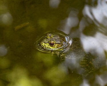 Nature croaking water photo