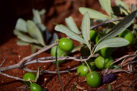 Mediterranean nature drupes