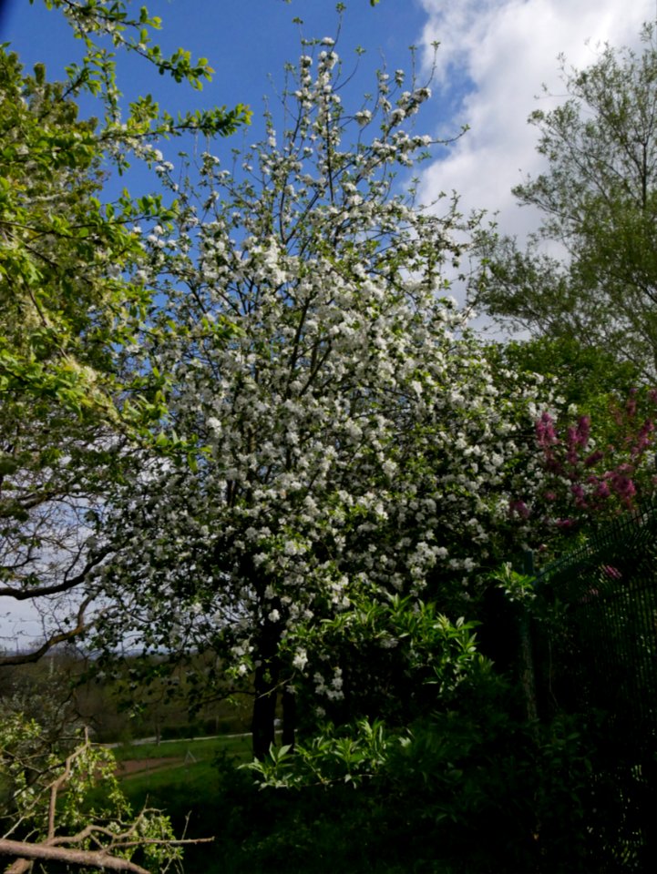 James Grieve Roscheiderhof H4