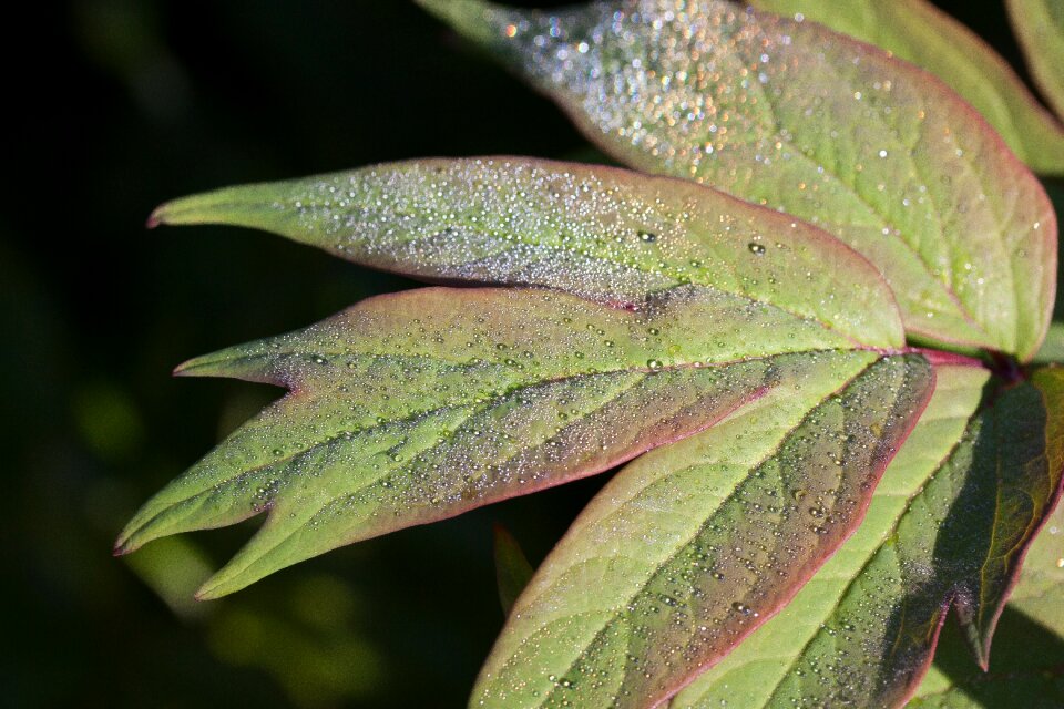 Drip drop of water leaf