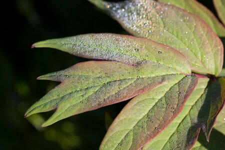 Drip drop of water leaf photo