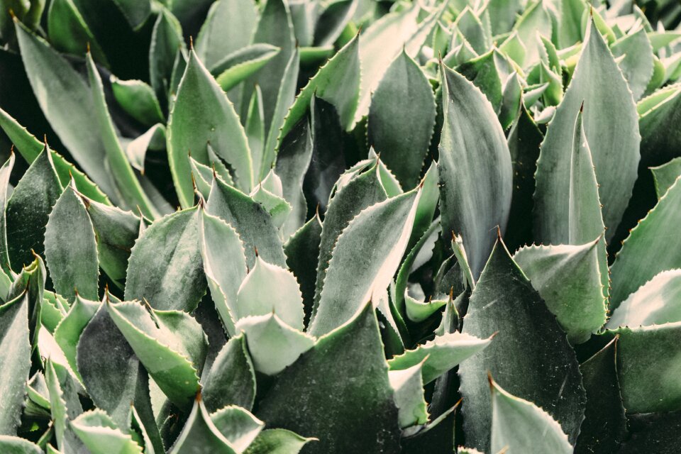 Botanical botany garden