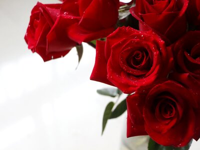 Valentine flower love
