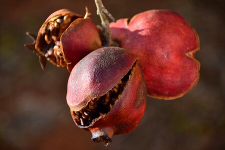 Old pomegranate autumn mediterranean