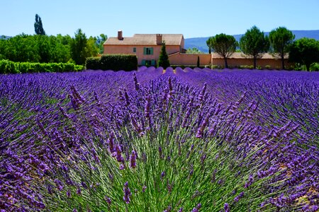 Lavender field lavender flowers blue photo