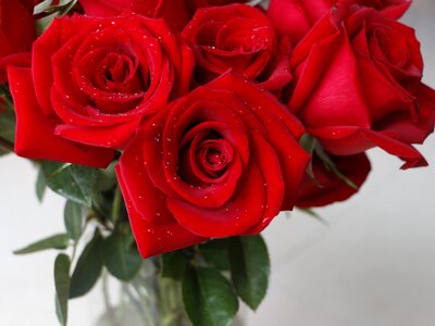 Valentine flower love