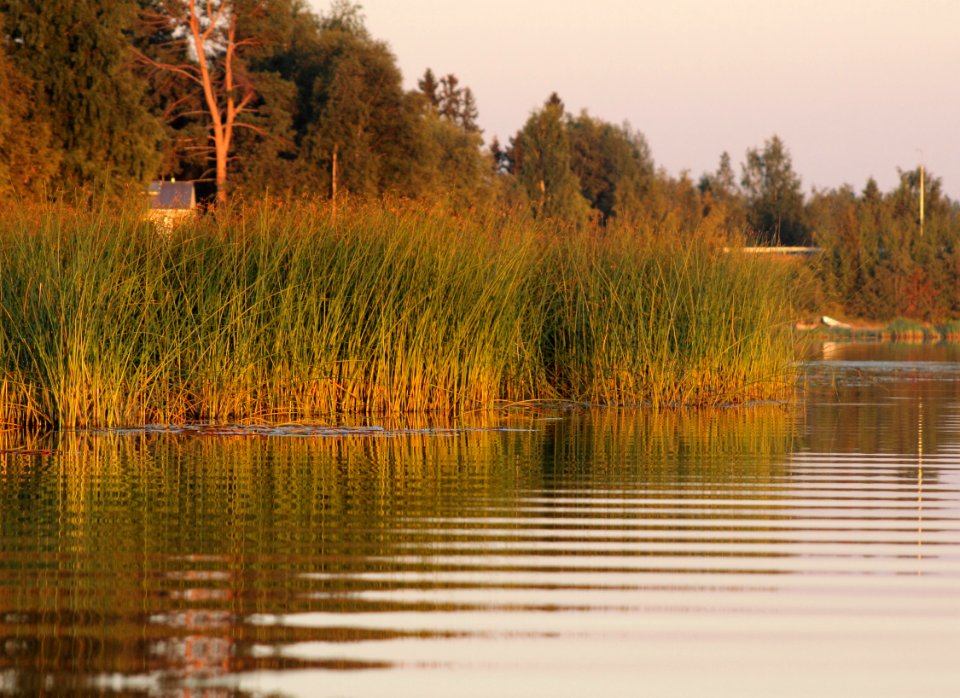 Kiiminkijoki Oulu 20150825