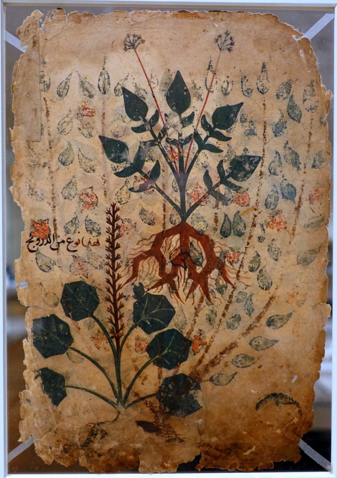 Khawass al-Ashjar (Characteristics of Trees) leaf, probably Iraq, 13th century AD, watercolor and ink on paper, side 2 - Aga Khan Museum - Toronto, Canada - DSC06366