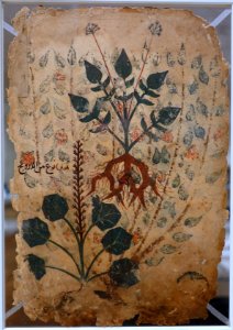 Khawass al-Ashjar (Characteristics of Trees) leaf, probably Iraq, 13th century AD, watercolor and ink on paper, side 2 - Aga Khan Museum - Toronto, Canada - DSC06366