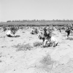 Kibboets Nir Elyahu Kibboetsbewoners bezig bij een nieuwe aanplant van vruchtbo, Bestanddeelnr 255-3735